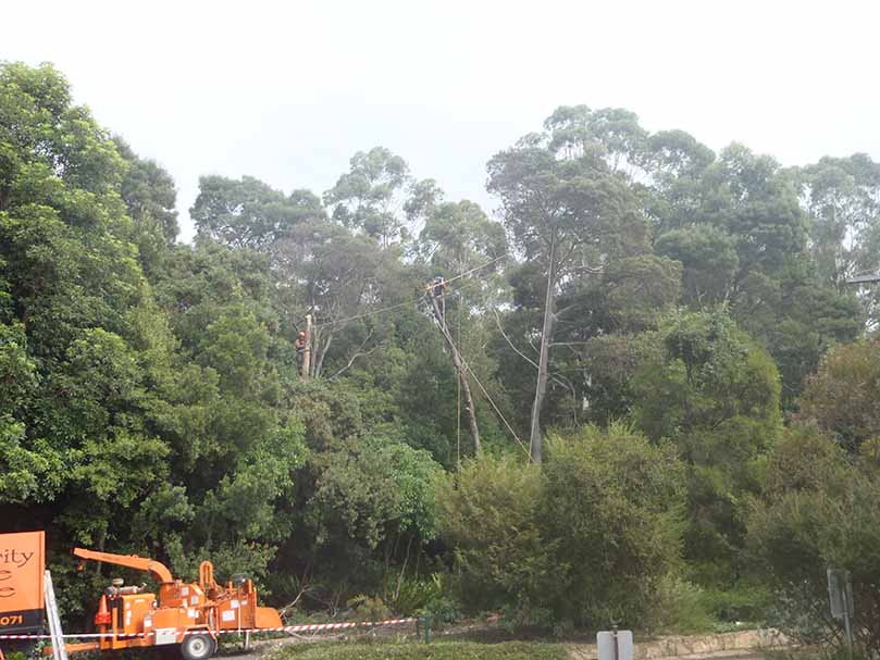 tree surveys/assessments canberra transplanting canberra