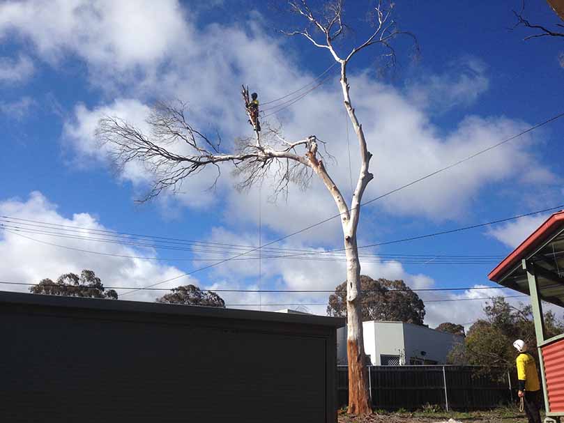 Tree Surveys/assessments Canberra