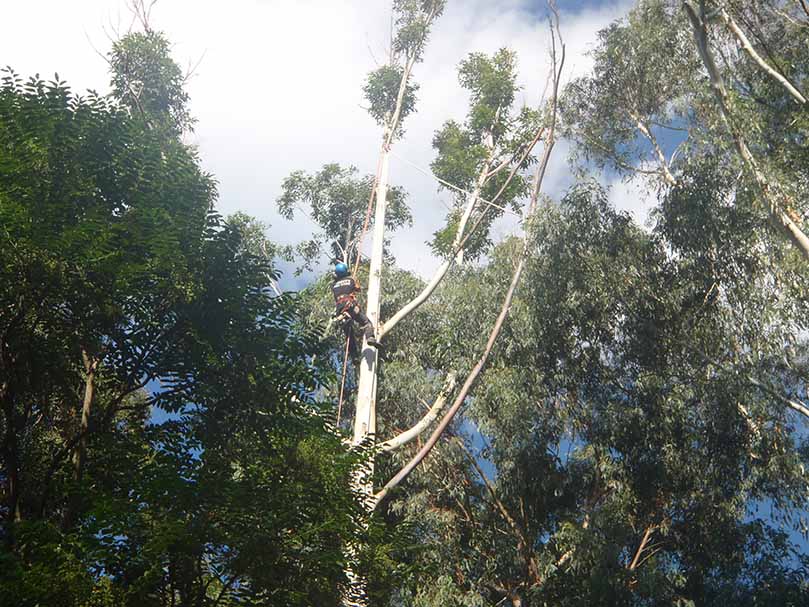 Tree Surveys/assessments Canberra transplanting canberra