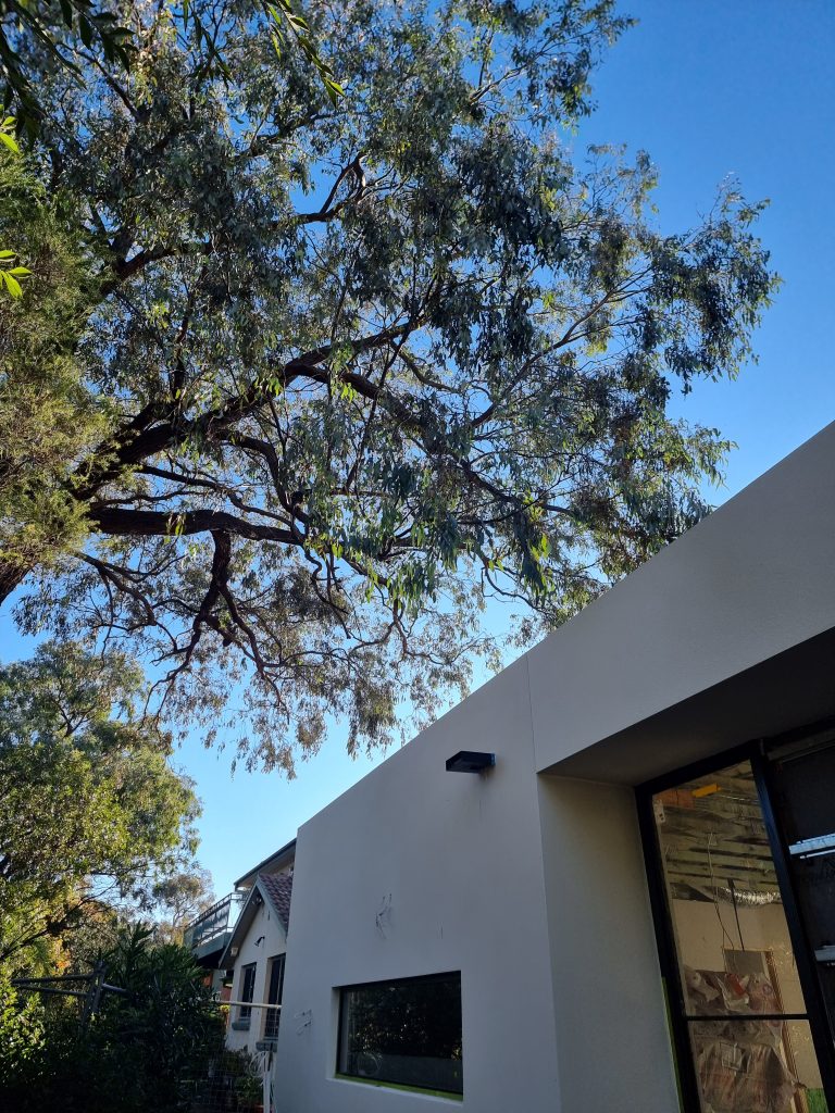 pruning canberra