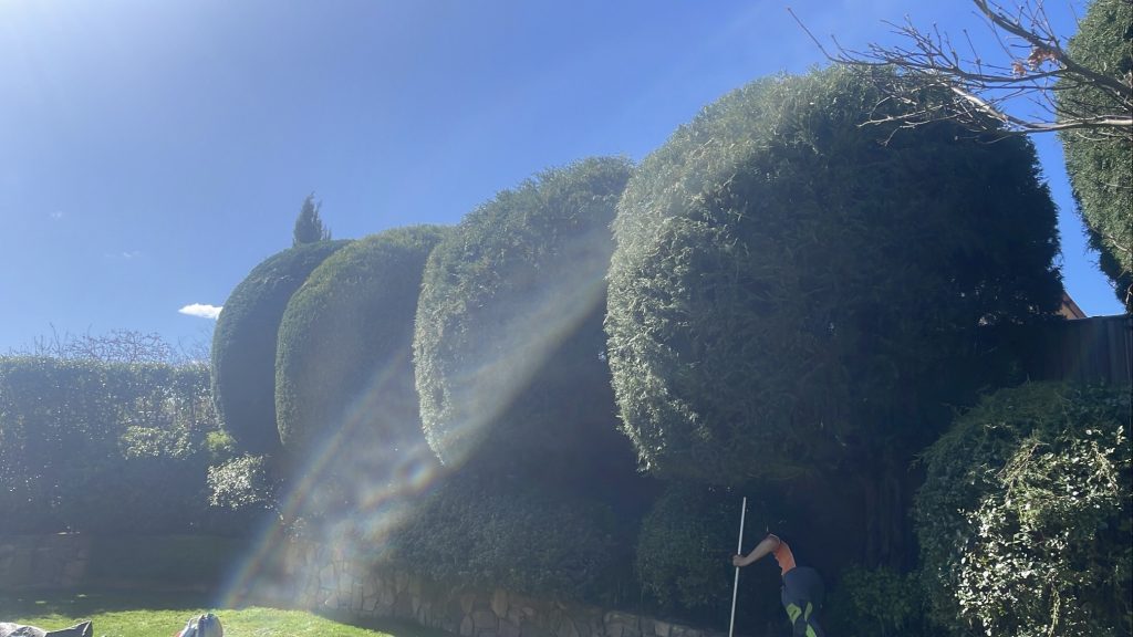 hedge trimming canberra