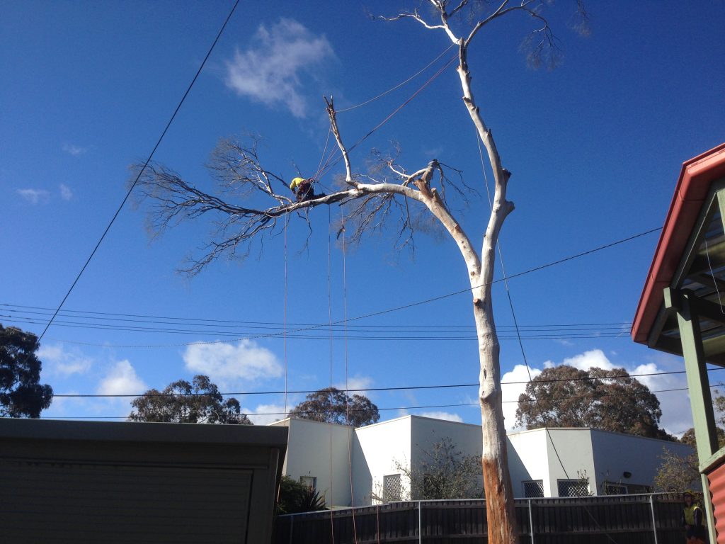 power line clearing canberra