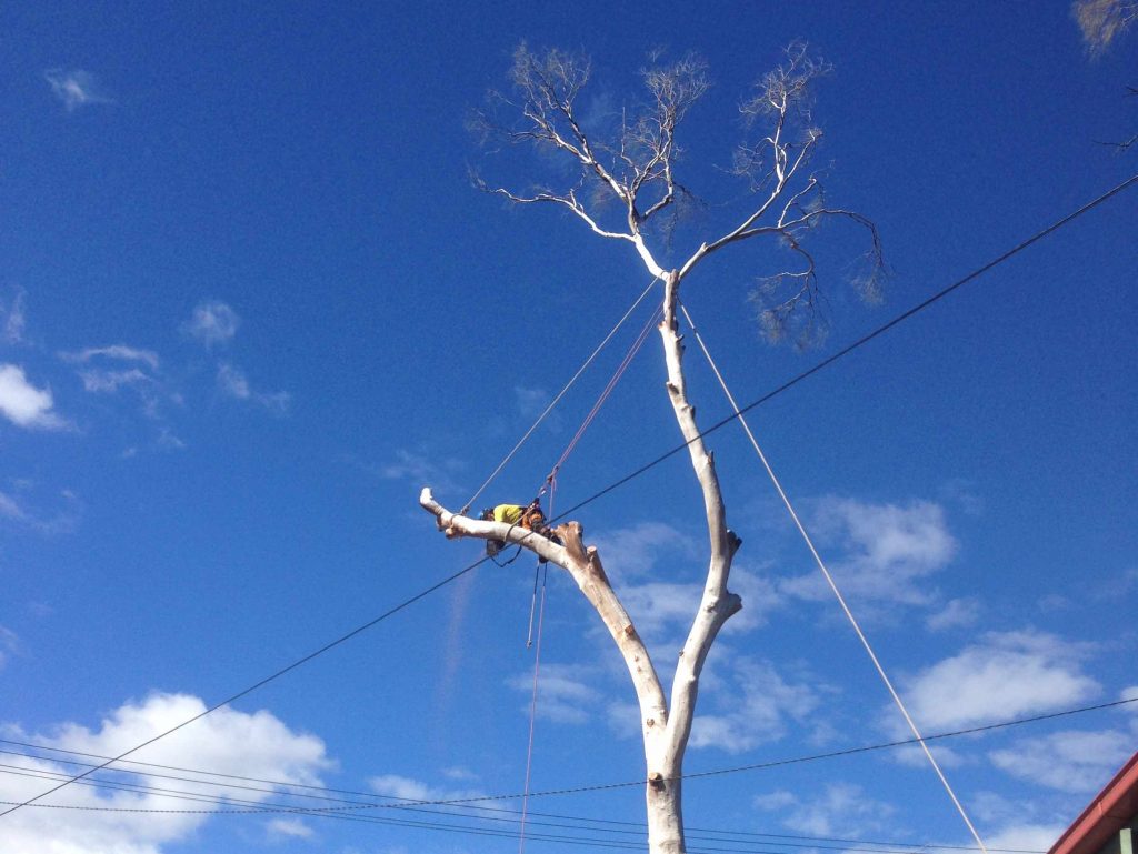 Power Line Clearing Canberra Priority Tree Care