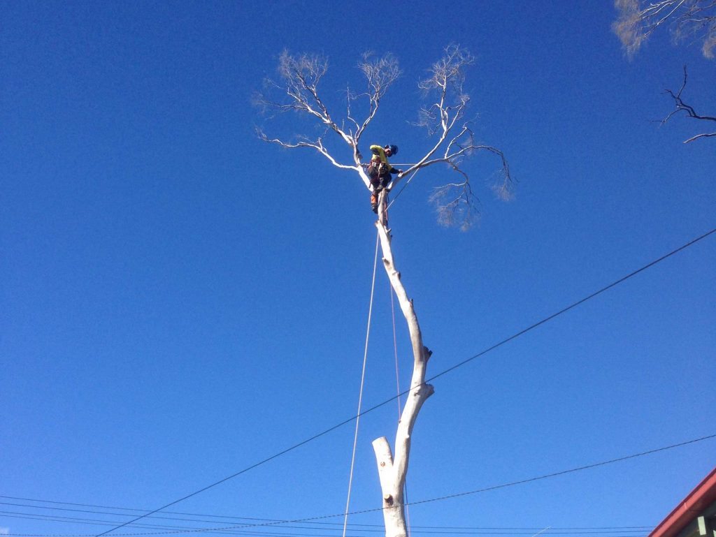 power line clearing canberra